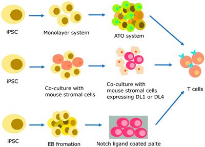 Immune cells and RBCs derived from human induced pluripotent stem cells: method, progress, prospective challenges